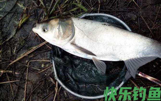 江鲢