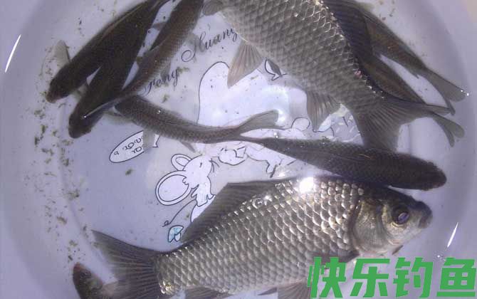 鲫鱼