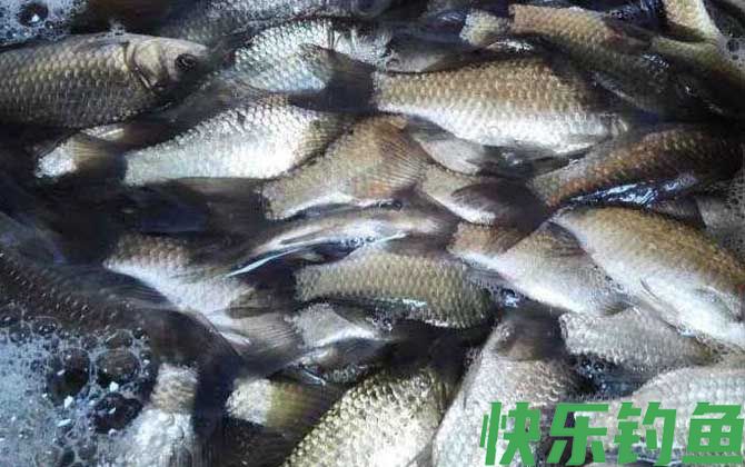 鲫鱼