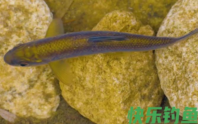 赤鳞鱼