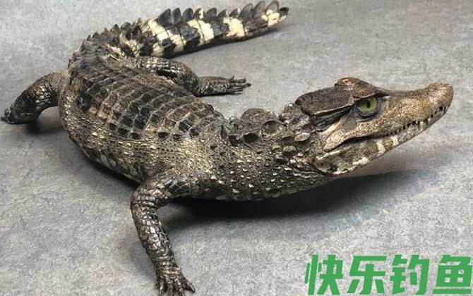 非洲侏儒鳄