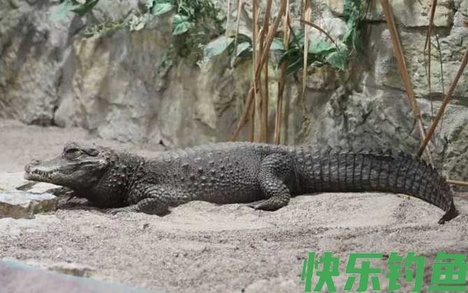 非洲侏儒鳄