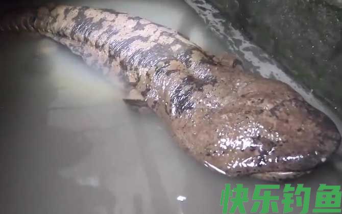 娃娃鱼