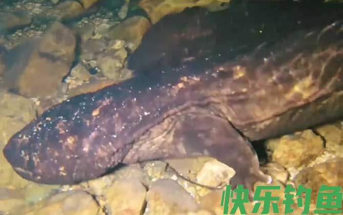 娃娃鱼