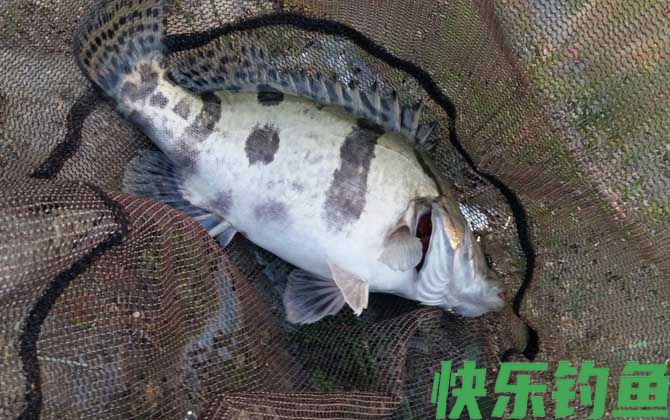 鱼