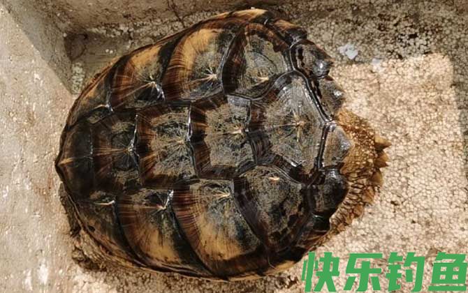 鳄龟