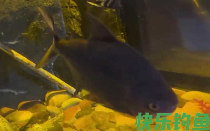 食人鲳