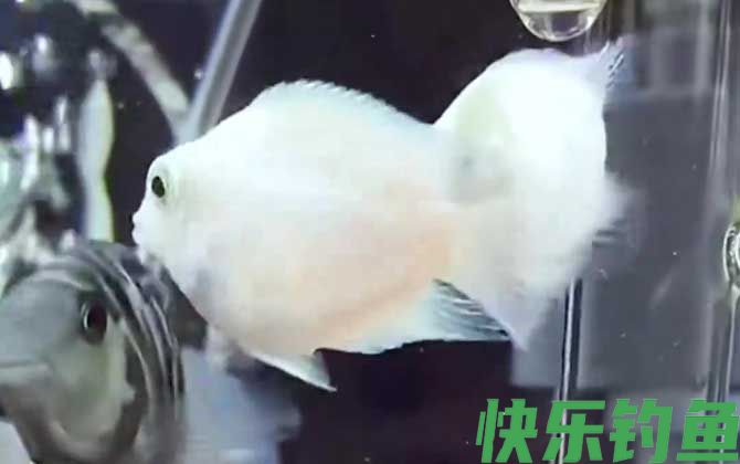 迷你鹦鹉鱼