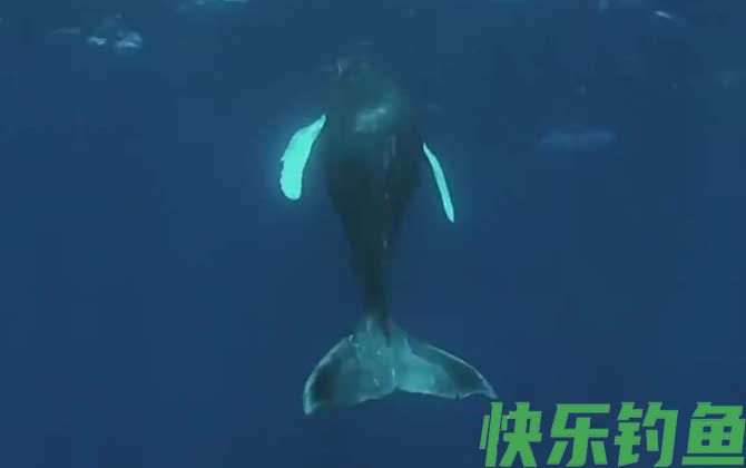 鲸鱼