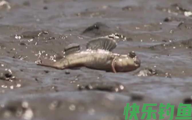 滩涂鱼