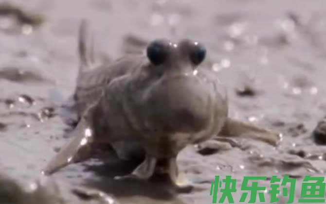 滩涂鱼