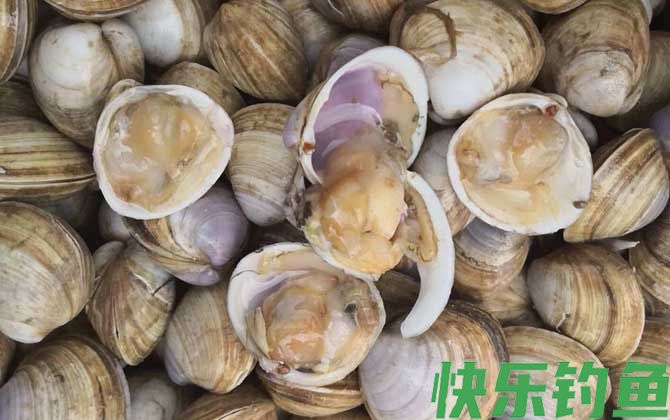 白蛤