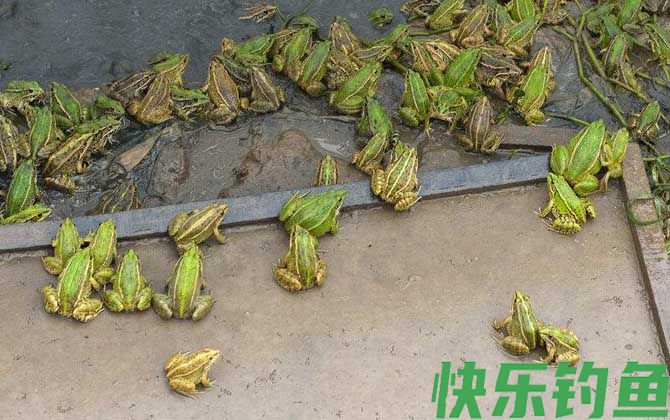 美国青蛙