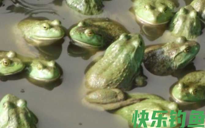 美国青蛙