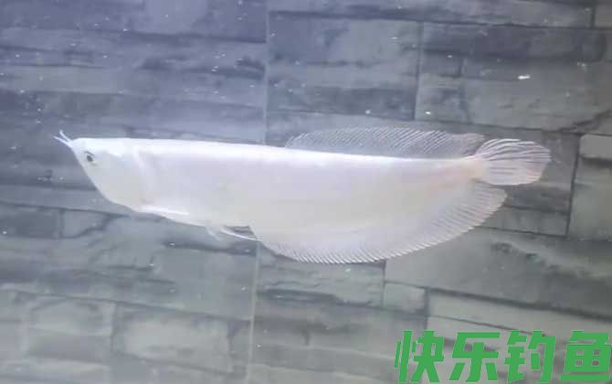 雪龙