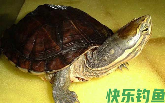 安南龟