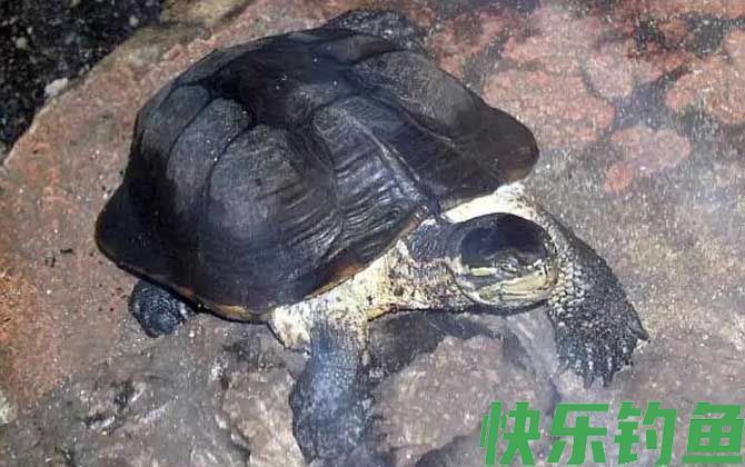 安南龟