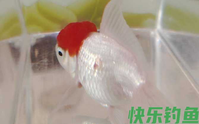 金鱼