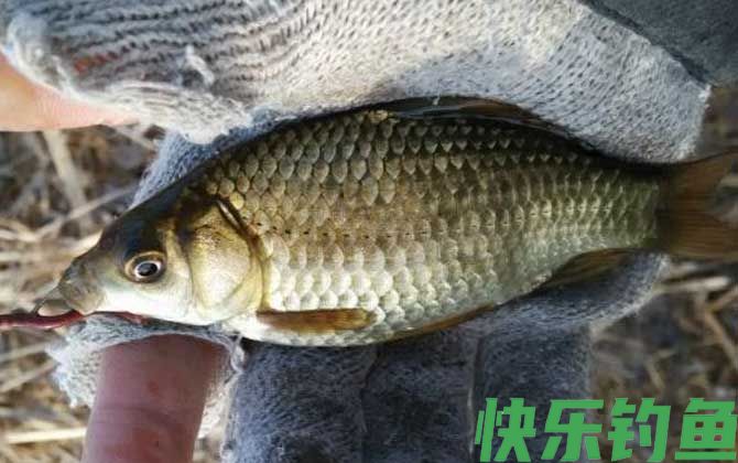 鲫鱼