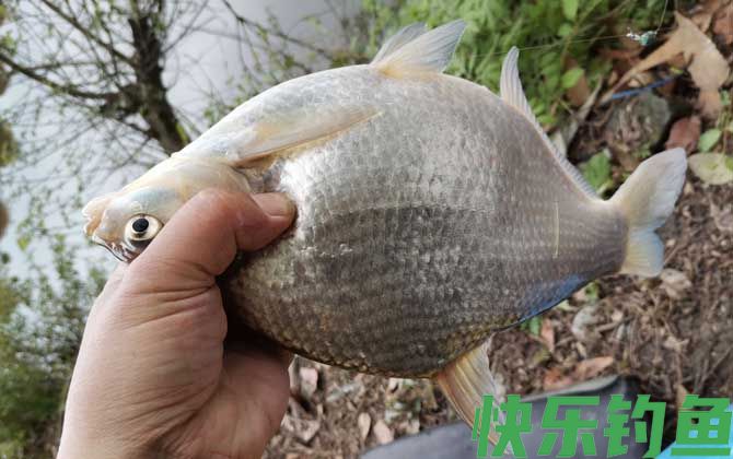 鳊花鱼