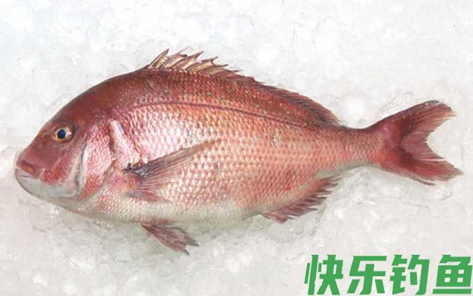 鲷鱼