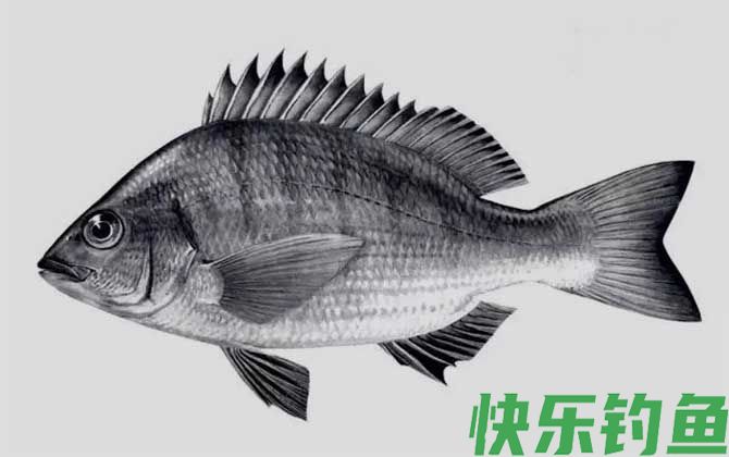 鲷鱼