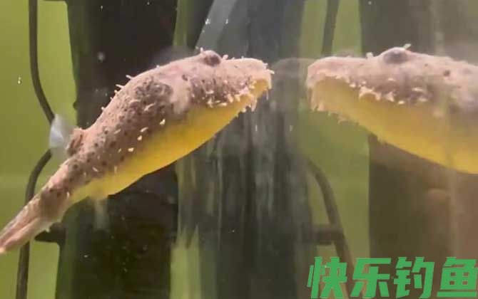 河豚