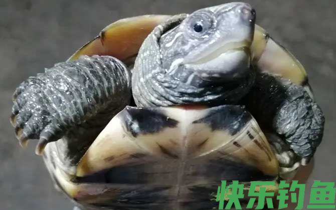 墨龟