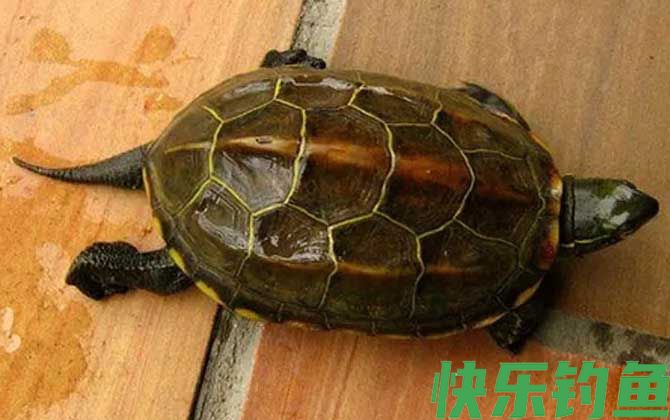墨龟