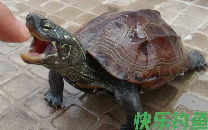 墨龟