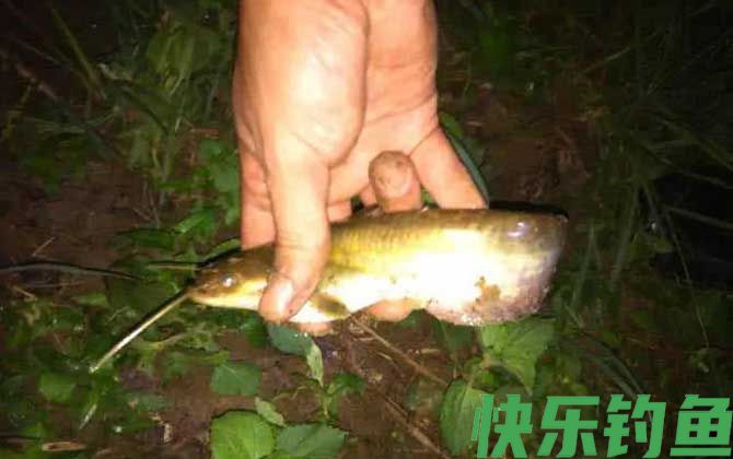 土鲶鱼