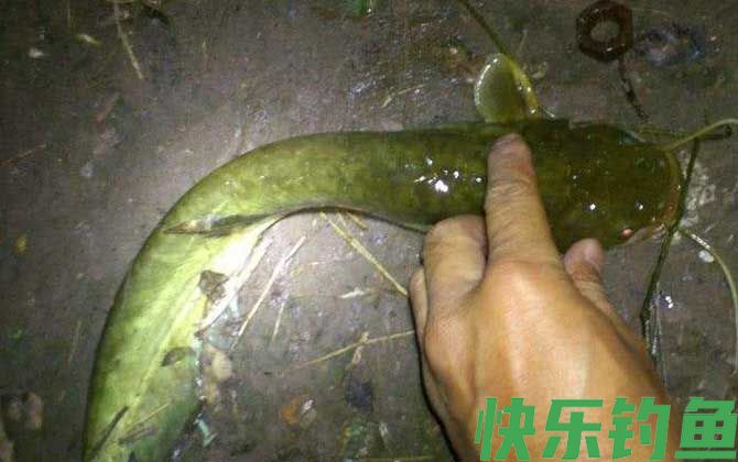 土鲶鱼