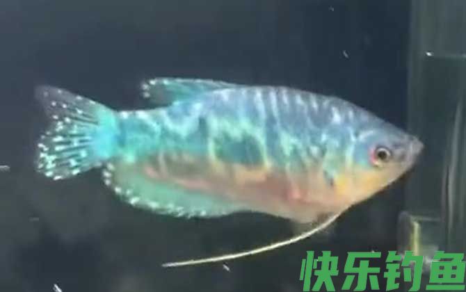曼龙鱼