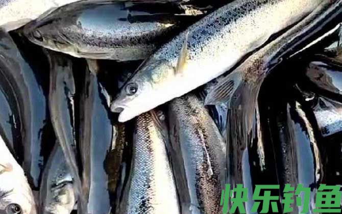 柳根鱼