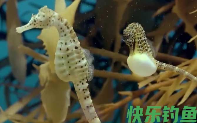 海马