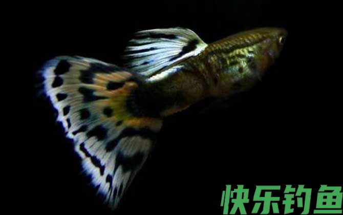 古老系