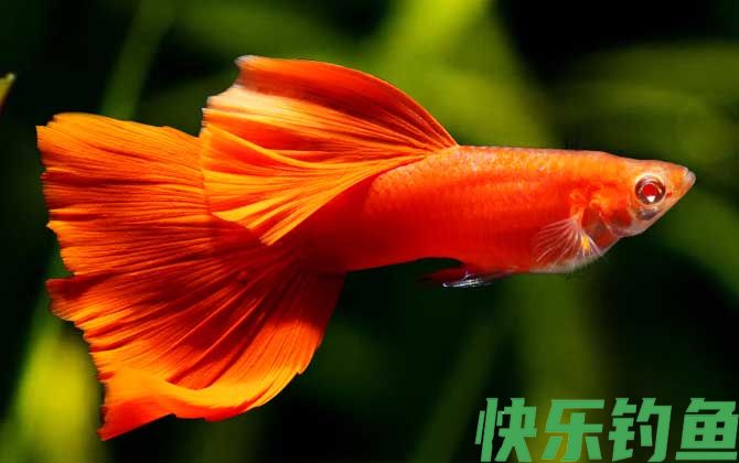 单色系