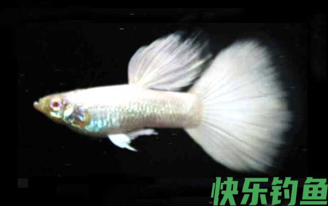 白金系
