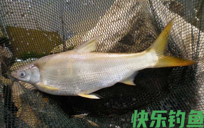 鲴鱼