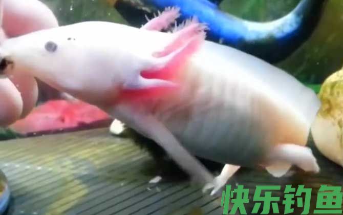 钝口螈