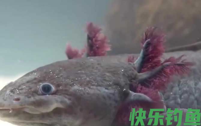 钝口螈